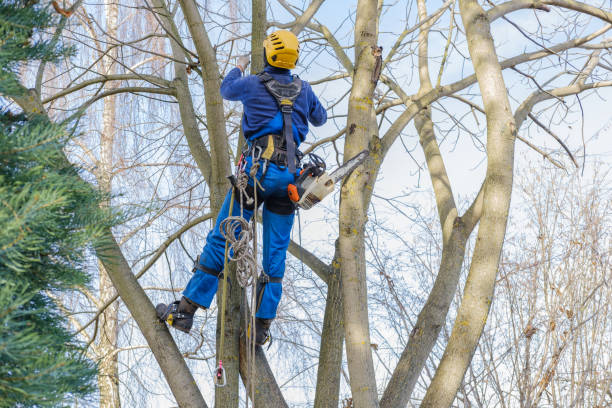 Best Tree Cabling and Bracing  in St Marys, OH