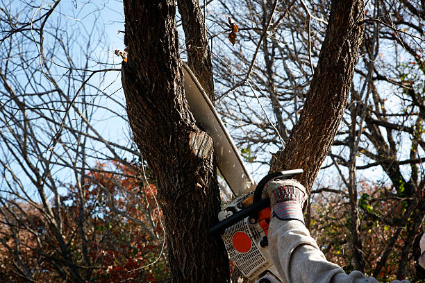 Best Hazardous Tree Removal  in St Marys, OH