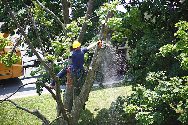 Best Stump Grinding and Removal  in St Marys, OH